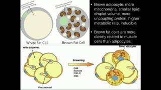 Uncoupling Proteins Thermogenin Produce HEAT [upl. by Milano]