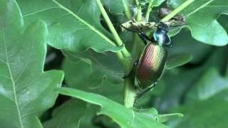 Puppenräuber Calosoma sycophanta [upl. by Kellyn]