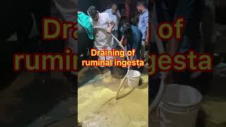 Impaction of rumen l Recurrent Tympani l Bloat l dr umar khan [upl. by Aititel]