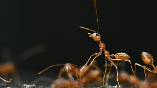 Why some Canadians are welcoming ants into their homes [upl. by Grete]