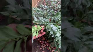 What to do when half of your Sarcococca is dead landscaper gardening pruning shrubs snips [upl. by Etnom]