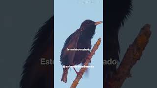 Cantos de aves que te fariam se borrar de medo aves avescantando avessilvestres [upl. by Eenerb]