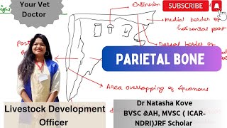 Parietal bone of ox Skull of Ox Skull Veterinary Anatomy Anatomy videos bvscah anatomyvideos [upl. by Geis]