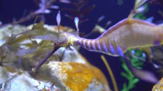 Weedy Seadragons Video from Scripps Institution of Oceanography [upl. by Carlson]