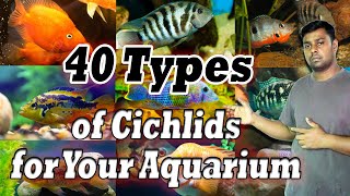 40 Types of Cichlids for Your Aquarium  Most Gorgeous Cichlid Fish [upl. by Rici]