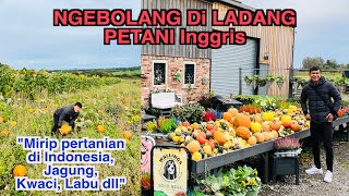 Ke Ladang Inggris Cari Jagung Labu Kwaci Mirip Petani Di Indonesia [upl. by Lenni]