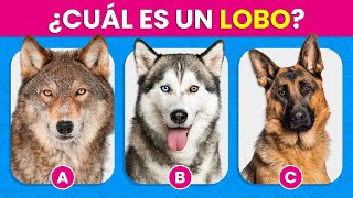 Adivina el Animal Correcto🐺🧐🐶 Diferencia y Reconoce los Animales ✅ [upl. by Gehman343]