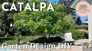 Catalpa  Trompetenbaum Geld sparen beim DIY Garten Design [upl. by Ayrolg]