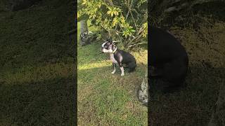 K9 Boston Terrier Training shorts viraldog [upl. by Ramilahs68]