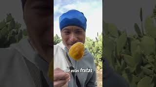 ¡Descubre la deliciosa fruta oculta del cactus shorts catus [upl. by Ardnasak]