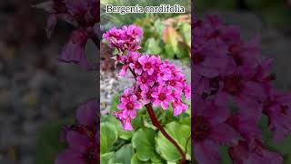 Bergenia cordifolia bergenia flowers perennial garden fleurs spring nature plants botanique [upl. by Argyle729]