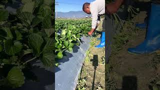 Strawberry stolonsstrawberry strawberry🍓satisfyingplanting tips strawberry planting live shot [upl. by Bazluke]