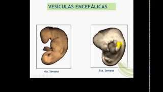 FORMACION DEL TUBO NEURAL Y DISRAFIAS [upl. by Chester]