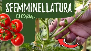 Sfemminellatura dei pomodori ecco come fare [upl. by Salsbury]