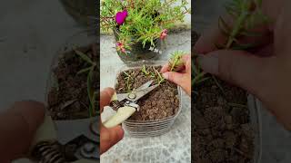 Plant portulaca flower in pot plastic bottle shortvideo garden howtogrowportulaca diy nature [upl. by Capello521]