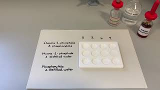 Phosphorylase activity [upl. by Gilemette]