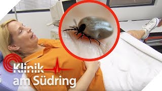 KrabbelAlarm zwischen den Beinen Woher kommen die kleinen Tiere  Klinik am Südring  SAT1 TV [upl. by Corvese]