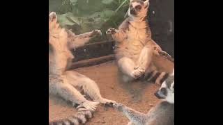 Lemurs doing lemur things [upl. by Shriver566]