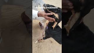 goat treatment acidosis intravenousinjection farming viralvideo viralshorts goatfarming [upl. by Fidelio794]