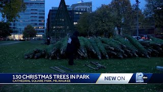 130 Christmas trees delivered for Milwaukee Holiday Lights Festival [upl. by Aleksandr]