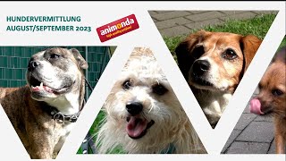 Hundevermittlung  AugustSeptember 2023 Tierheim Hannover TV [upl. by Brocky399]