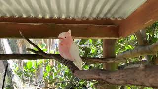 Beautiful birds at Birdworld Australia [upl. by Philan]