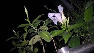 Mandevilla plant care Hindi [upl. by Lello]