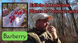 Barberry  Edible amp Medicinal Plants of Pennsylvania [upl. by Meerak]