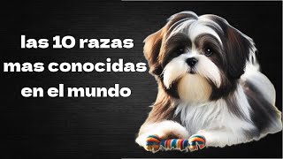 las 10 razas de perro mas conocidas en el mundo [upl. by Ainesey796]