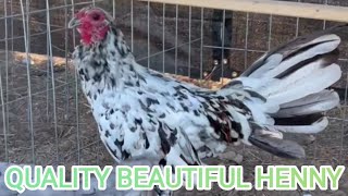 Pure Splash Henny Boles Grey Brownred Savala Farms Modesto California Beautiful Birds [upl. by Sivrep178]