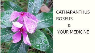 Catharanthus Roseus [upl. by Malca]