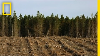 Here Cutting Down Millions of Trees is Actually a Good Thing  National Geographic [upl. by Marcelle]