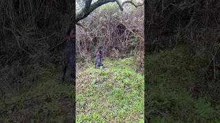 🔥ferma su 🆙 beccaccia🔥 hunting caccia animals cacciatore hunt beccaccia woodcockhunting [upl. by Yhtuv619]