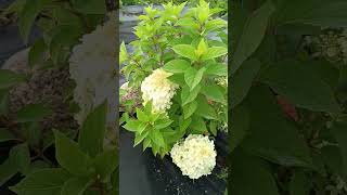 Гортензия метельчатаяHydrangea paniculata Panatella Серия Пан [upl. by Neelia868]