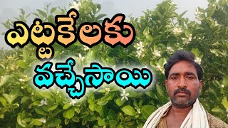 బత్తాయిలో ఎక్కువ పూతలు రప్పించడం ఎలా How To Get More Flowers On Your Citrus Trees [upl. by Imas551]