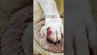 I lost my dog bcz of paw allergies😭 Spreading awareness to use paw protectors 🥹 [upl. by Adiv955]