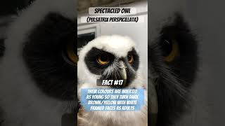 Spectacled owl Pulsatrix perspicillata colours are inverted as young and change as adults [upl. by Epilef]