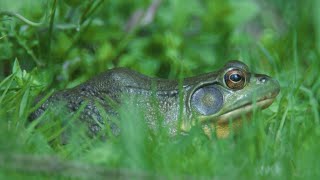 Marshland Marvels Seeking Amphibian Treasures [upl. by Mchale]