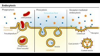 Endocytosis And Exocytosis Animation  Full HD 1080p [upl. by Cooperman169]