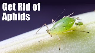 Deal with Aphids on Your Plants [upl. by Reece312]