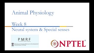 Neural systems amp Special senses PMRFNPTEL Session on Animal Physiologynoc24bt56 Week 8 [upl. by Nyliahs]