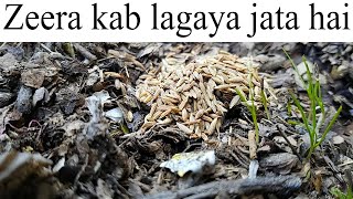 Zeera Lagane Ka Tarika  Jeera Kab Lagaya Jata Hai  Cumin Seeds Plant  Cumin Growing Season [upl. by Vijar]