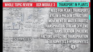 Comparing Xylem amp Phloem  GCSE Biology [upl. by Brandon707]