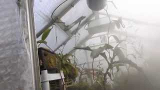 Hydrofogger and Plantfog misting my Highland Nepenthes Greenhousee [upl. by Abocaj96]