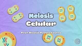 Meiosis en 5 minutos [upl. by Ahseyt]