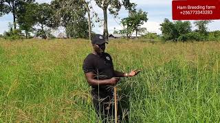 chroris gayana or Rhodes grass can be harvested every after 2 months by hamiisi 256773343283 [upl. by Freiman]