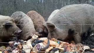 Feeding Mangalitza Pigs Food Scraps [upl. by Iidnarb]