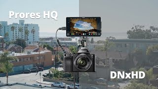 Prores vs DNxHD  Atomos Shogun [upl. by Ydnas]