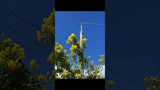 Piano Improvisation Yellow flowers decorate telegraph poles [upl. by Llevert]