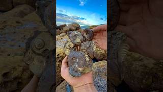 Finding GOLDEN Fossils On The JURASSIC Coast 😵🔨🐊 [upl. by Shriner]